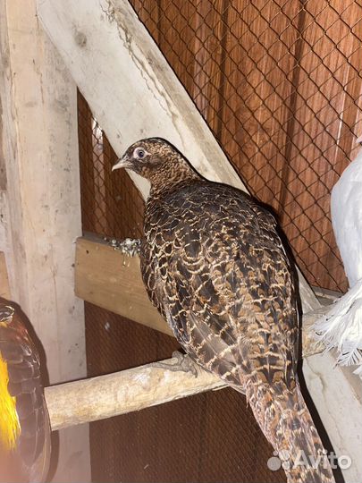 Самоцка румынсково фазана