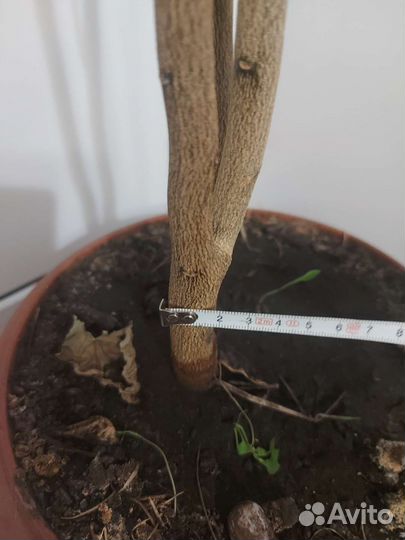 Лимон, Лимонное дерево