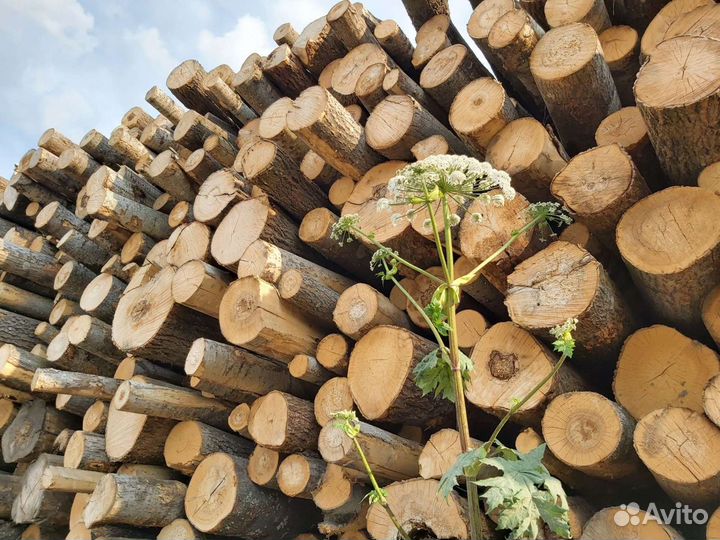 Дрова сухие Осиновые