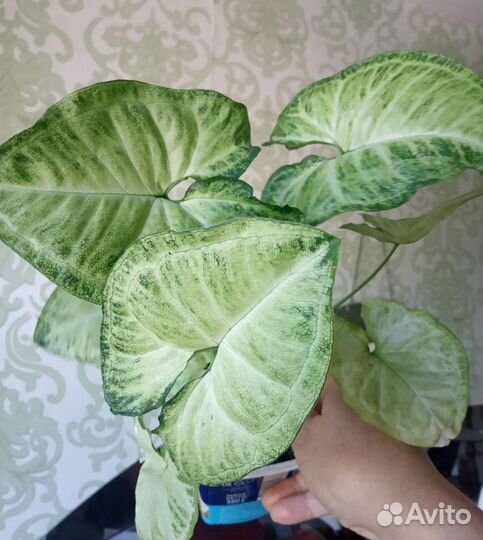 Фикусы и др
