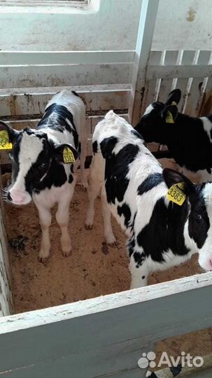 Бычки телки молодняк бесплатная доставка
