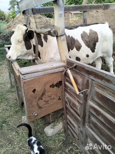 Продается тёлка от молочной коровы