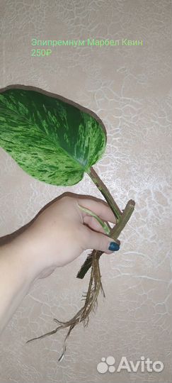 Комнатные домашние растения