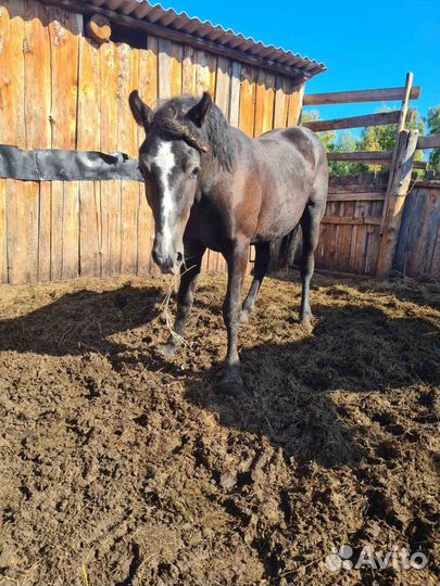 Лошади-жеребец, кобылки