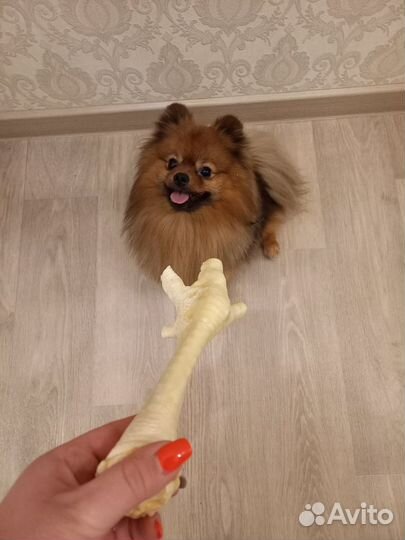 Вязка мальчик Шпиц