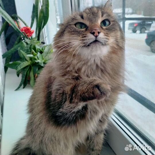 Кошка