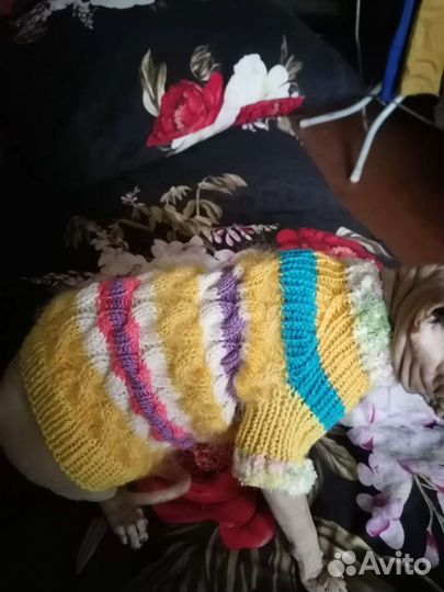 Одежда для маленьких собак S и хs