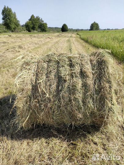 Продам сено