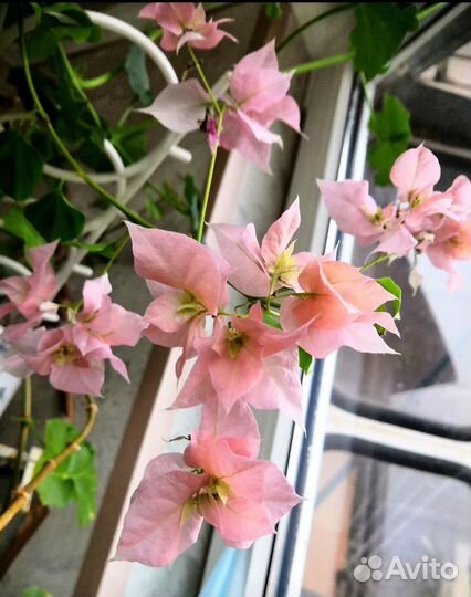 Бугенвиллея