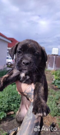 Щенки и собаки