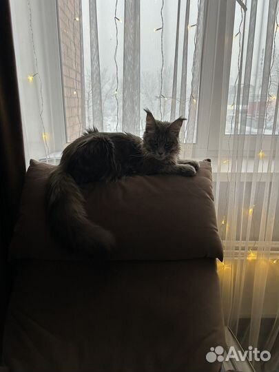 Котята мейн-кун