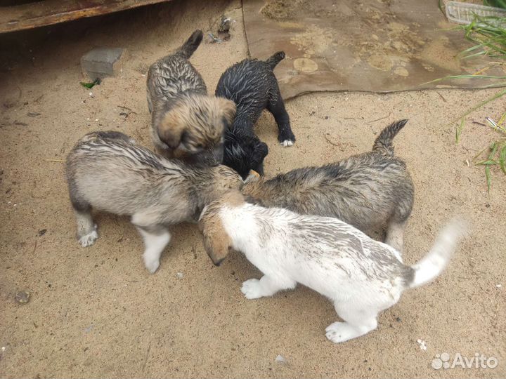 Щенки