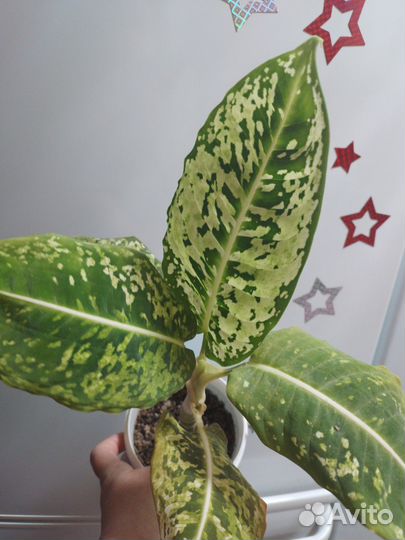 Диффенбахия рефлектор