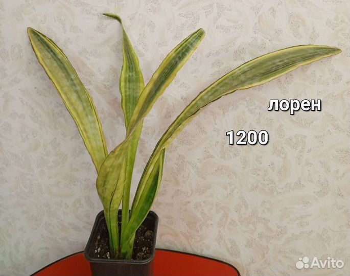 Сансевиерия сортовая