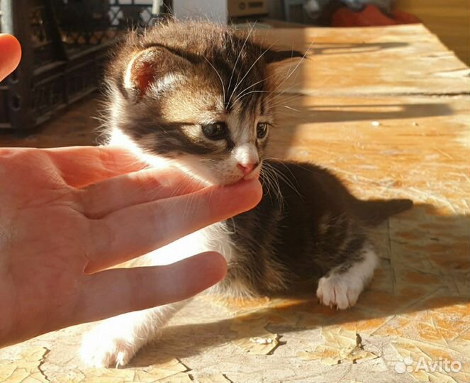 Котята в добрые руки бесплатно