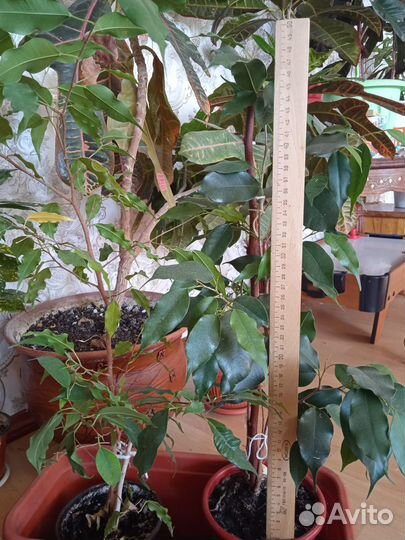 Фикусы комнатные цветы