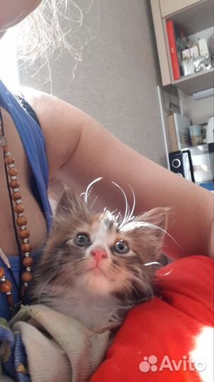 Котенок Камиллочка 1,5 мес