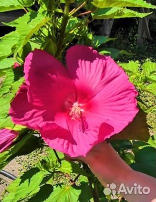 Гибискус садовый травянистый