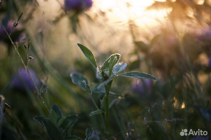 Объектив Nikon 105mm f/2.8G IF-ED AF-S VR Micro