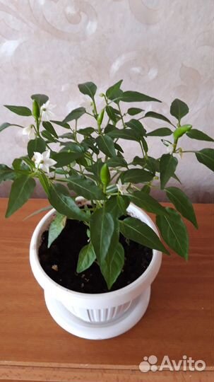 Острый комнатный перец, семена почтой