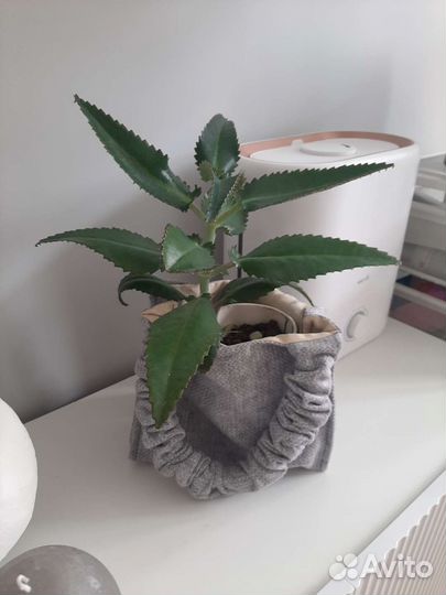 Каланхоэ живородящее