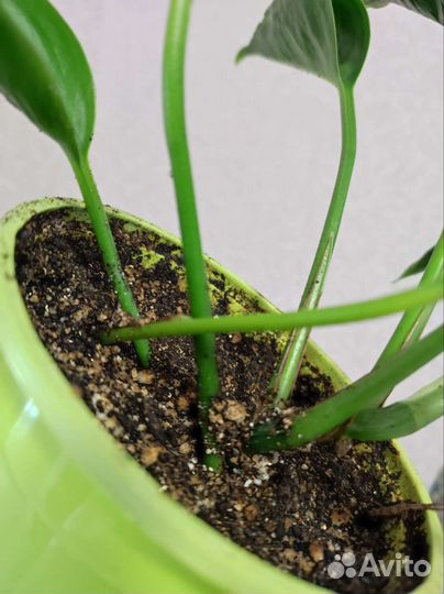 Эпипремнум годзилла вариегатный