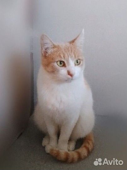 Котик Персик ищет дом