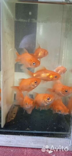 Аквариумные рыбки