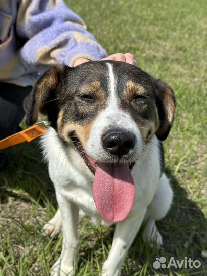 Собака улыбака из приюта верит в чудо