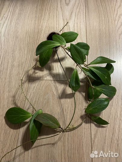 Хойи разные