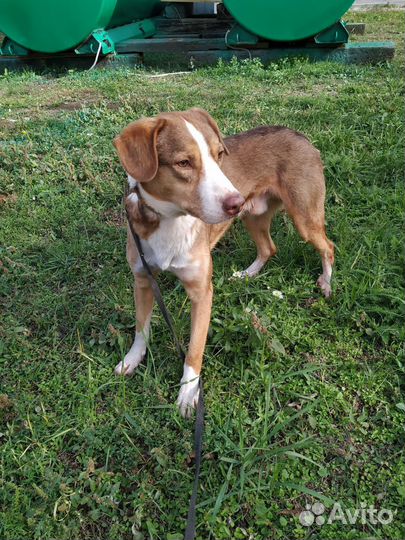 Бакс ищет своего хозяина