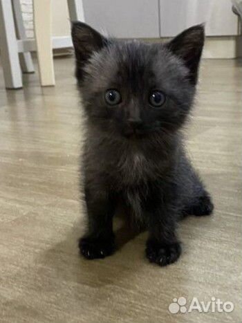 Котенок в добрые руки