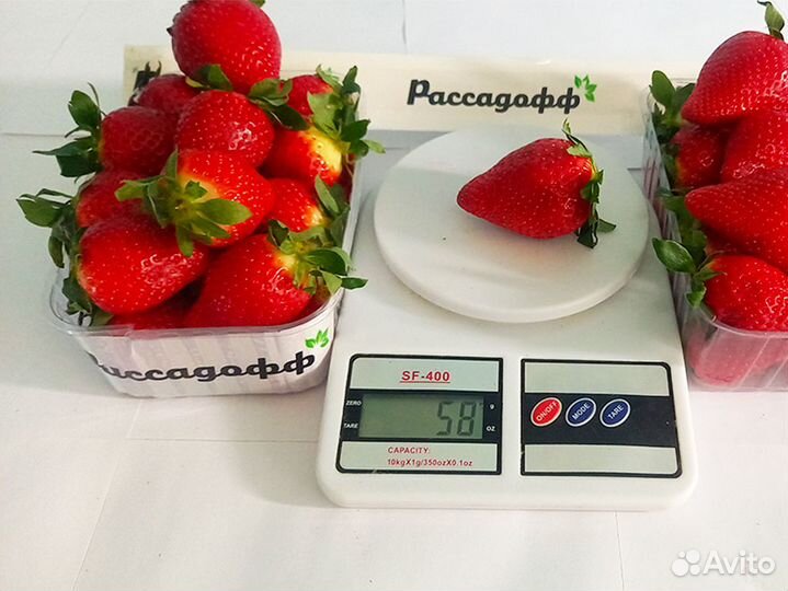 Рассада клубники. Оптом от 128 шт