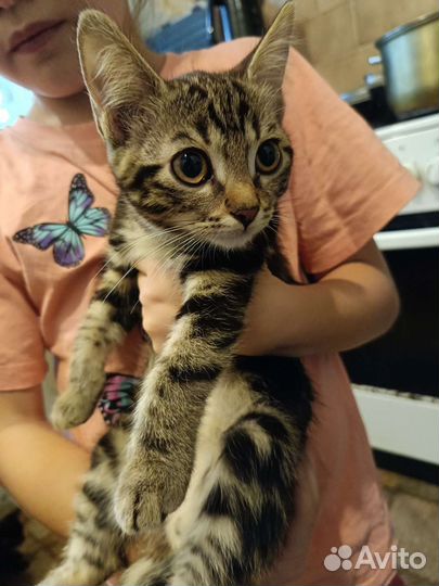 Котята