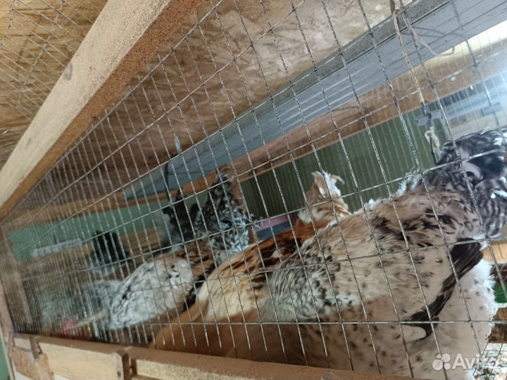 Куры молодки несушки домашние