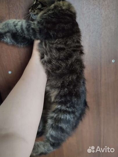 Котята подростки