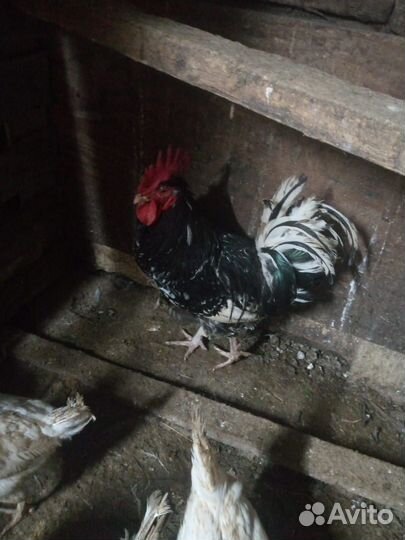 Петухи