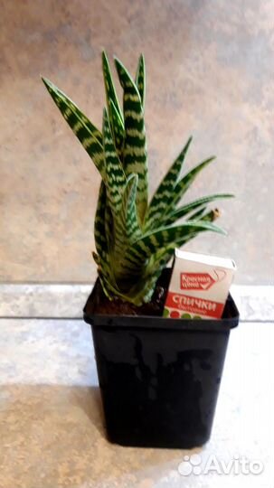 Алоэ пестрое