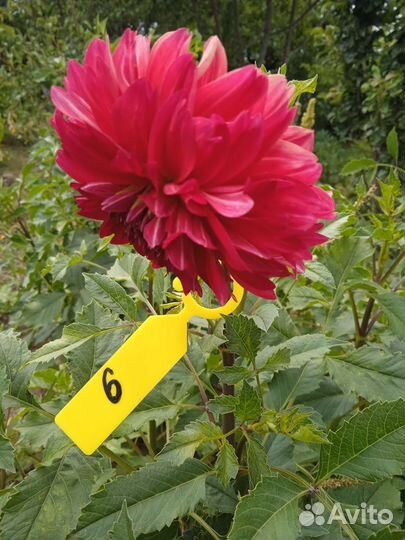 Георгины сортовые