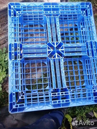 Пластиковые поддоны бу