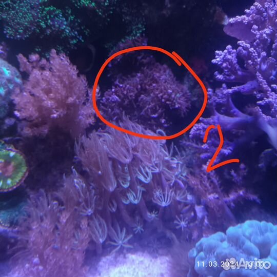 Мягкие кораллы для морского аквариума