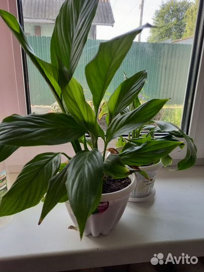 Комнатные цветы