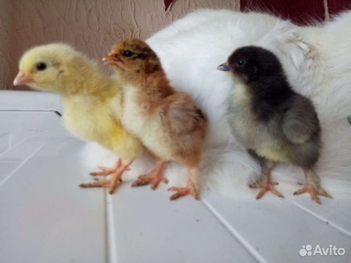 Цыплята Помесь орпингтон, брама, серебро, доминант