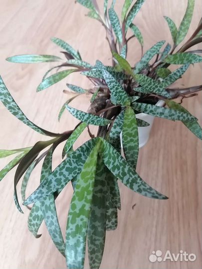 Ледебургия общественная