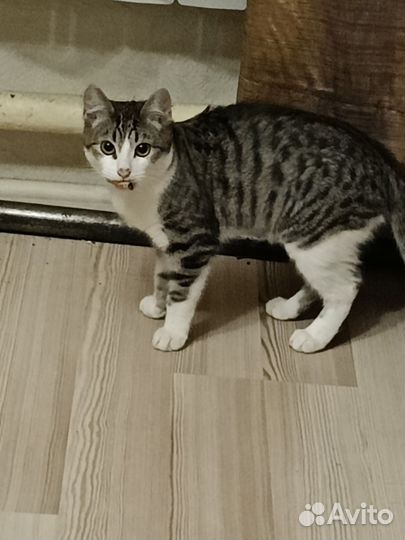 Котенок, который ворует бычки