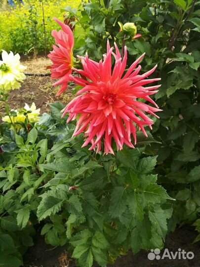 Георгины клубни