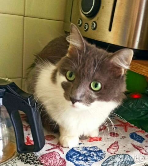 Будет пушистая Флаффи ручная кошечка из коммуналки
