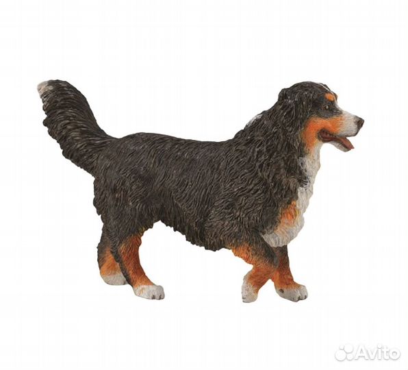 Бернский зенненхунд L 88801b