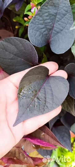 Срезы ипомеи батат