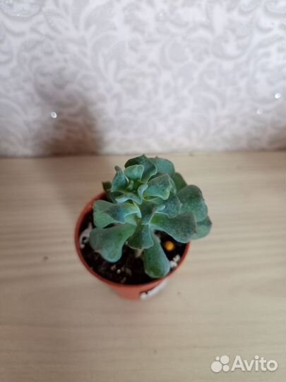 Суккуленты